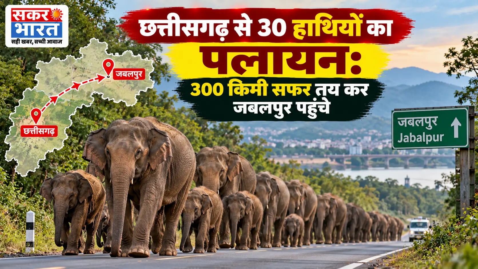 छत्तीसगढ़ से 30 हाथियों का पलायन: 300 किमी सफर तय कर जबलपुर पहुंचे