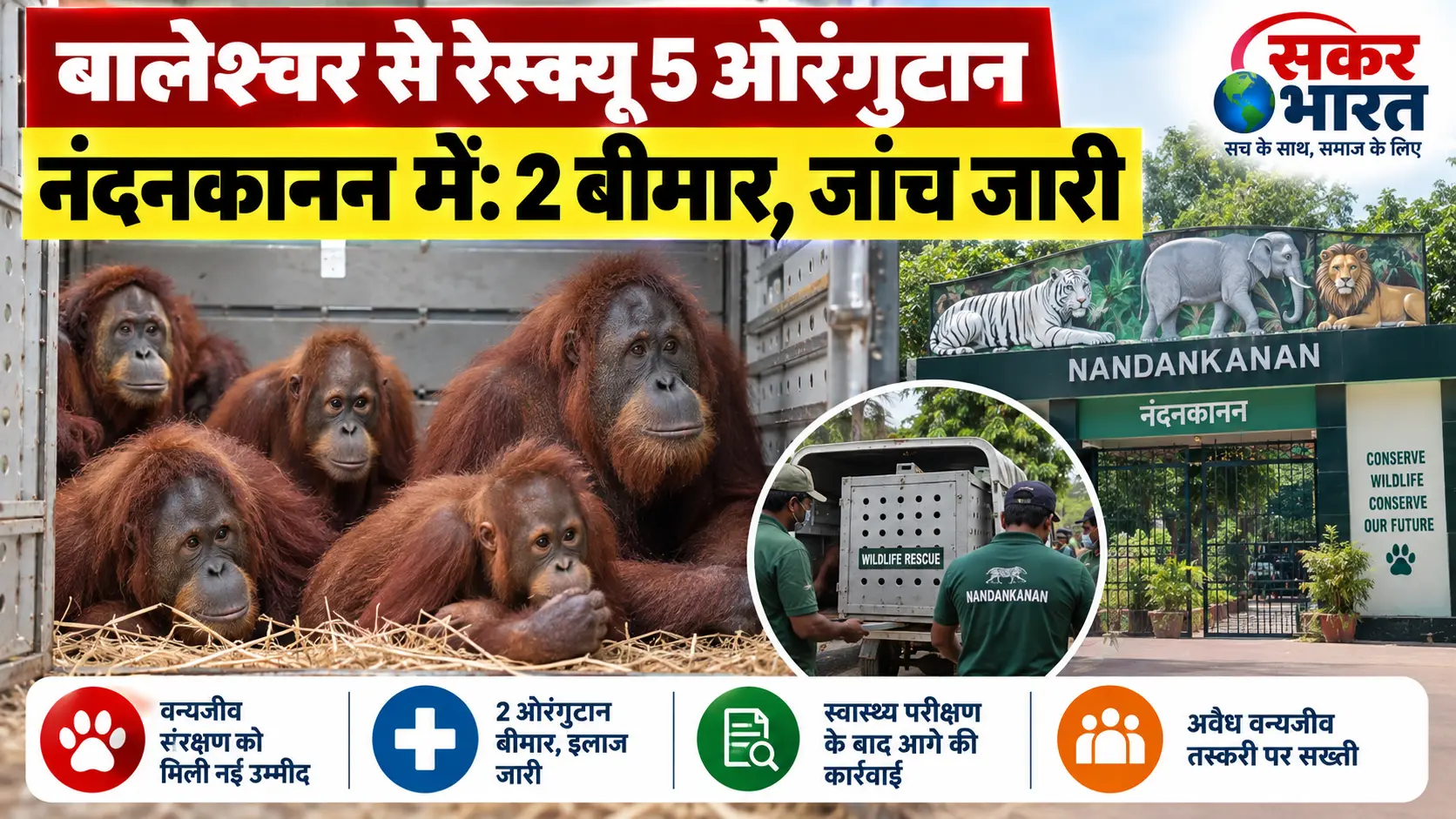 बालेश्वर से रेस्क्यू 5 ओरंगुटान नंदनकानन में: 2 बीमार, तस्करी जांच जारी