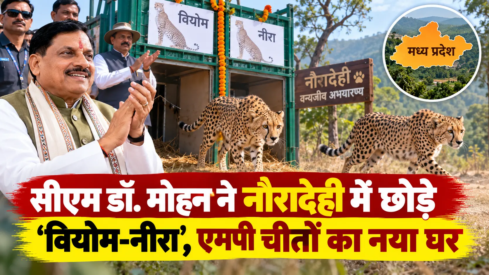 चीता संरक्षण में मील का पत्थर: नौरादेही में 'वियोम' और 'नीरा' की वापसी