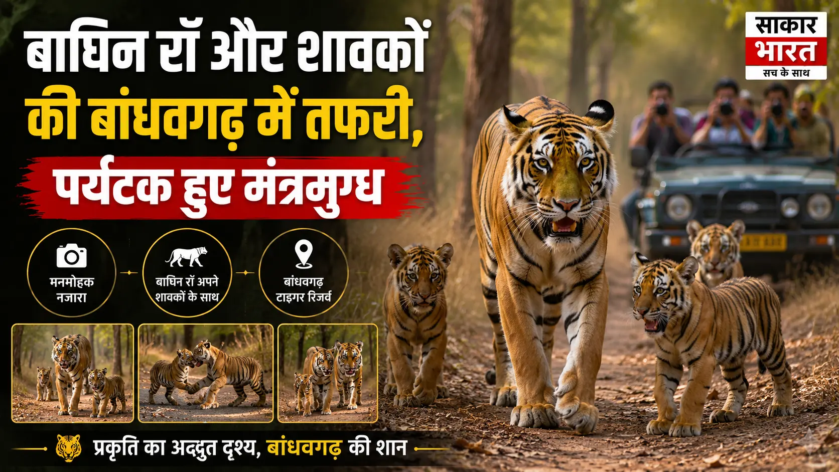 बांधवगढ़ में 'रॉ' बाघिन और तीन शावकों का मनमोहक दीदार, पर्यटक मंत्रमुग्ध
