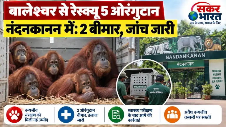 बालेश्वर से रेस्क्यू 5 ओरंगुटान नंदनकानन में: 2 बीमार, तस्करी जांच जारी