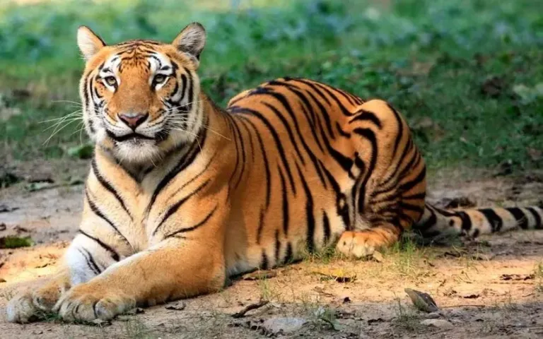 बाघ शिकार रोकने को तीन राज्यों की संयुक्त रणनीति: इंद्रावती में बैठक