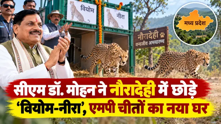 चीता संरक्षण में मील का पत्थर: नौरादेही में 'वियोम' और 'नीरा' की वापसी