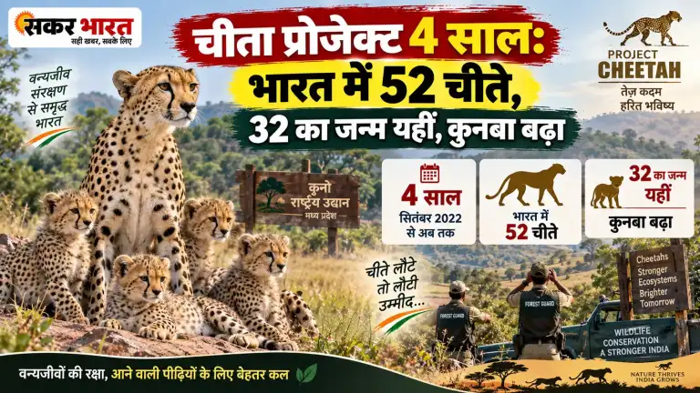 चीता प्रोजेक्ट 4 साल: भारत में 52 चीते, 32 का जन्म यहीं, कुनबा बढ़ा